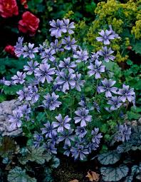 Image result for Malva sylvestris var. mauritiana