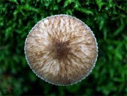 Attēlu rezultāti vaicājumam “Octospora splachnophila spores”