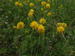 Attēlu rezultāti vaicājumam “Trifolium aureum flower”