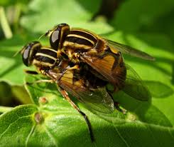 Attēlu rezultāti vaicājumam “Helophilus pendulus”