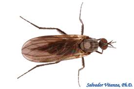 Attēlu rezultāti vaicājumam “Empididae”