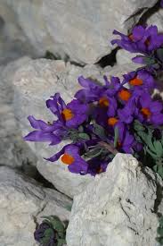 Attēlu rezultāti vaicājumam “Trichia alpina”