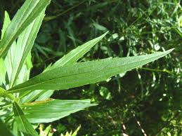 Attēlu rezultāti vaicājumam “Solidago canadensis”