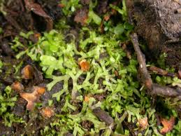 Attēlu rezultāti vaicājumam “Riccia rhenana”