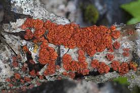 Attēlu rezultāti vaicājumam “Peniophora rufa”