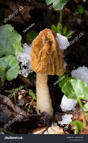 Attēlu rezultāti vaicājumam “Verpa bohemica”