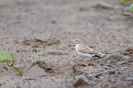 Image result for Calandrella brachydactyla