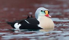 Attēlu rezultāti vaicājumam “Anseriformes”