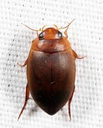 Attēlu rezultāti vaicājumam “Ilybius sp.”