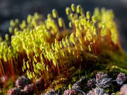 Attēlu rezultāti vaicājumam “Pohlia sphagnicola”