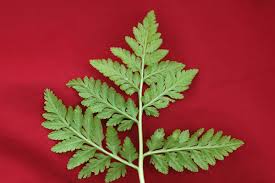 Attēlu rezultāti vaicājumam “Botrychium virginianum”