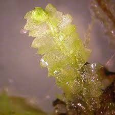 Attēlu rezultāti vaicājumam “Geocalyx graveolens”