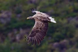 Image result for Haliaeetus albicilla