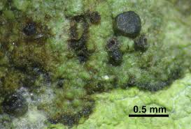 Attēlu rezultāti vaicājumam “Lecidella elaeochroma”