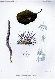 Attēlu rezultāti vaicājumam “Torrubiella arachnophila”