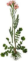 Attēlu rezultāti vaicājumam “Cardamine pratensis leaf”
