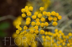 Image result for Helichrysum lindleyii
