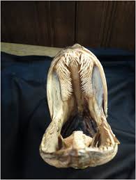 Attēlu rezultāti vaicājumam “Esox lucius”