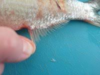 Image result for Alosa chrysochloris