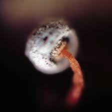 Attēlu rezultāti vaicājumam “Didymium tussilaginis macro”