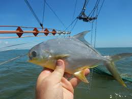 Image result for Trachinotus carolinus