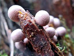 Attēlu rezultāti vaicājumam “Lycogala ustulatum macro”