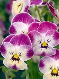 Image result for Viola cornuta