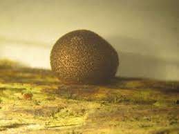 Attēlu rezultāti vaicājumam “Lycogala confusum”