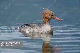 Attēlu rezultāti vaicājumam “Mergus serrator female”