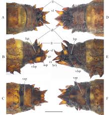 Attēlu rezultāti vaicājumam “Capsus ater imago”