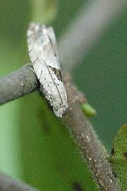 Attēlu rezultāti vaicājumam “Epinotia ramella”