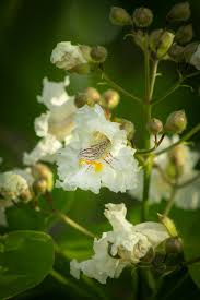Attēlu rezultāti vaicājumam “Catalpa ovata flower”