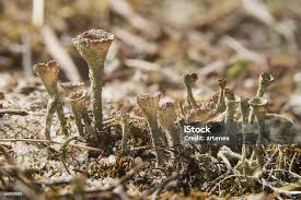 Attēlu rezultāti vaicājumam “Cladonia fimbriata”