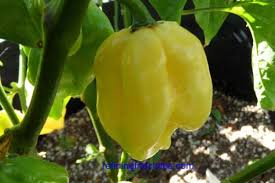 Afbeeldingsresultaat voor white habanero hot pepper