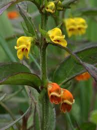 Attēlu rezultāti vaicājumam “Melampyrum sylvaticum flower”