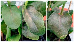 Attēlu rezultāti vaicājumam “Hylotelephium maximum leaf”