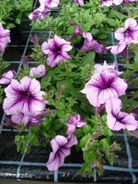 Image result for Petunie