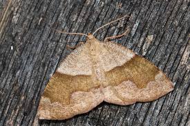 Attēlu rezultāti vaicājumam “Plagodis pulveraria”