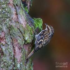 Attēlu rezultāti vaicājumam “Certhia familiaris”