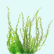 Attēlu rezultāti vaicājumam “Fontinalis antipyretica”