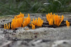 Attēlu rezultāti vaicājumam “Calocera viscosa”