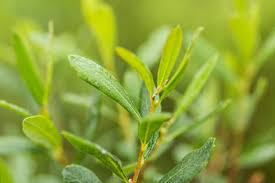 Attēlu rezultāti vaicājumam “Myrica gale leaf”