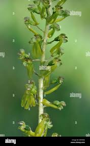 Attēlu rezultāti vaicājumam “Listera ovata flower”