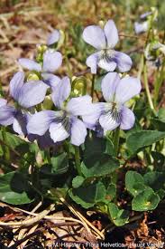 Attēlu rezultāti vaicājumam “Viola canina flower”