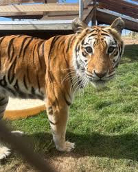 Kuvahaun tulos haulle tigers