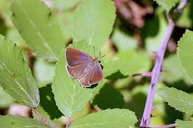 Attēlu rezultāti vaicājumam “Favonius quercus”