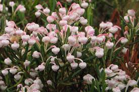 Attēlu rezultāti vaicājumam “Andromeda polifolia bud”