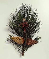 Attēlu rezultāti vaicājumam “Pinus nigra fruit”
