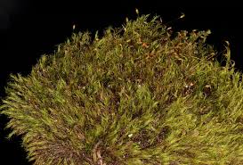 Attēlu rezultāti vaicājumam “Dicranella heteromalla”