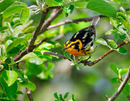 Image result for Dendroica fusca